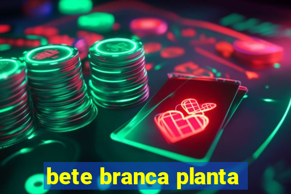 bete branca planta